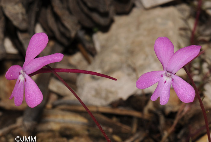 Viola cazorlensis