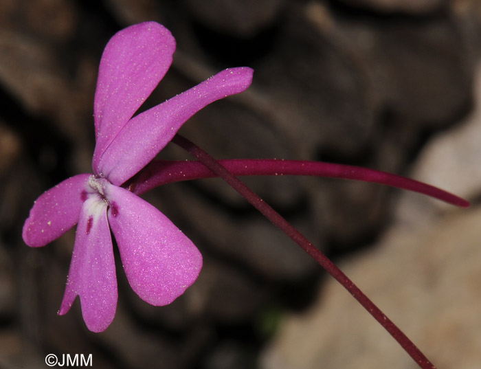 Viola cazorlensis