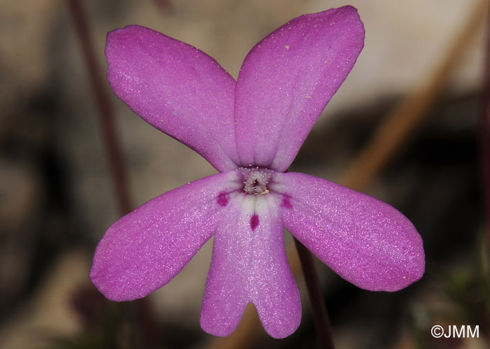 Viola cazorlensis