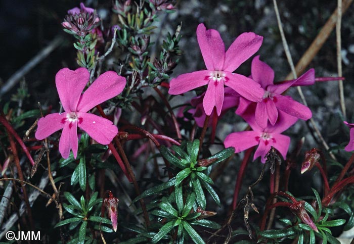 Viola cazorlensis