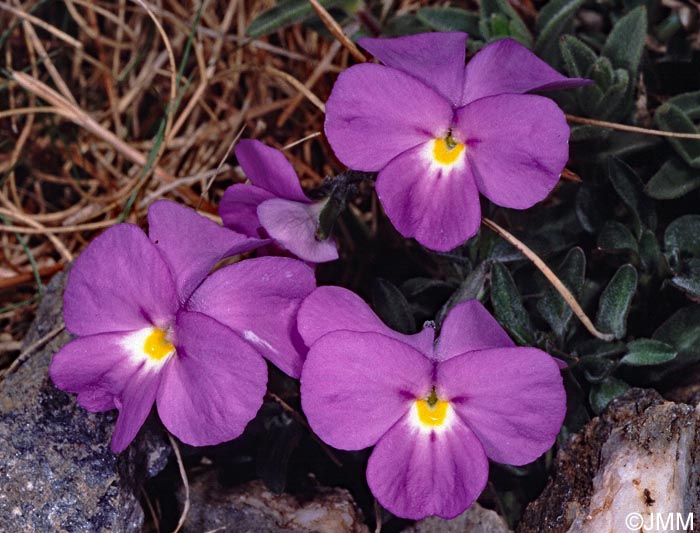 Viola cenisia