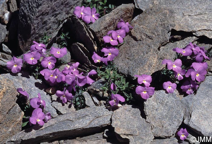 Viola cenisia