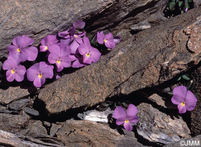 Viola cenisia