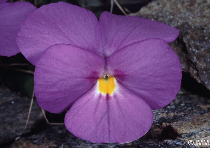 Viola cenisia