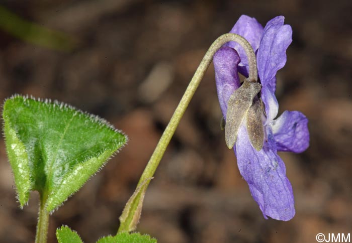 Viola collina