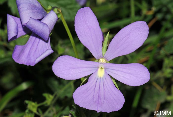 Viola cornuta