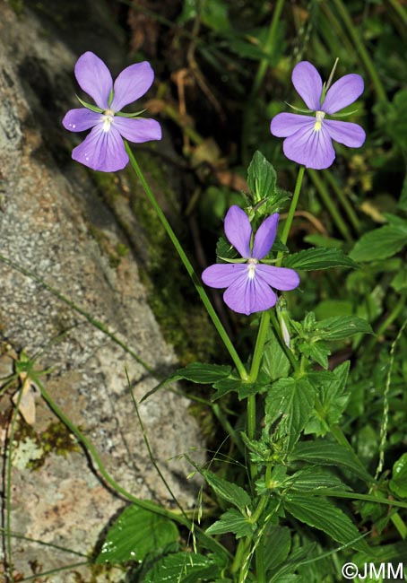 Viola cornuta