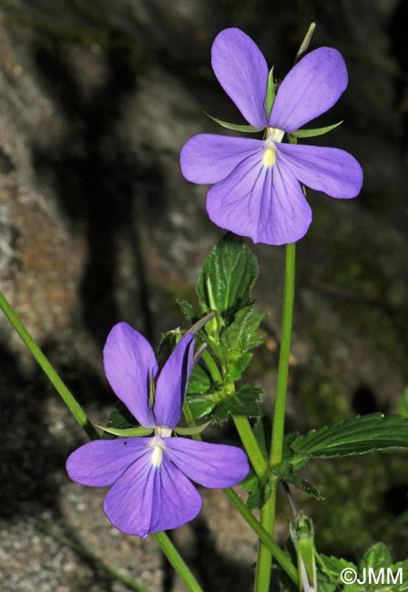 Viola cornuta