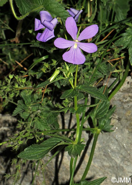 Viola cornuta