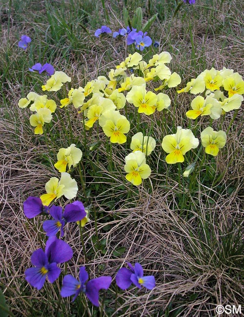 Viola eugeniae = Viola eugeniae subsp. eugeniae