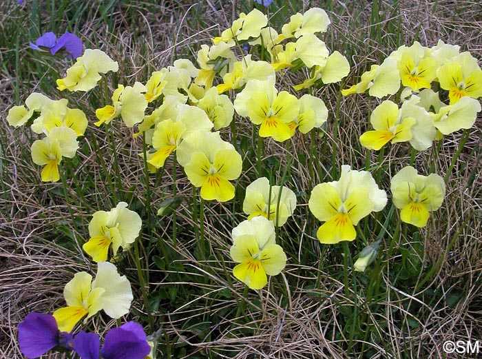 Viola eugeniae = Viola eugeniae subsp. eugeniae