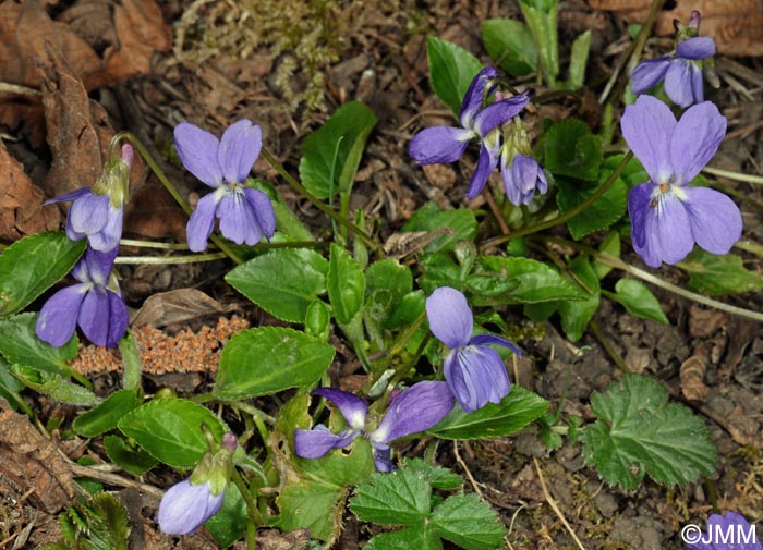 Viola hirta