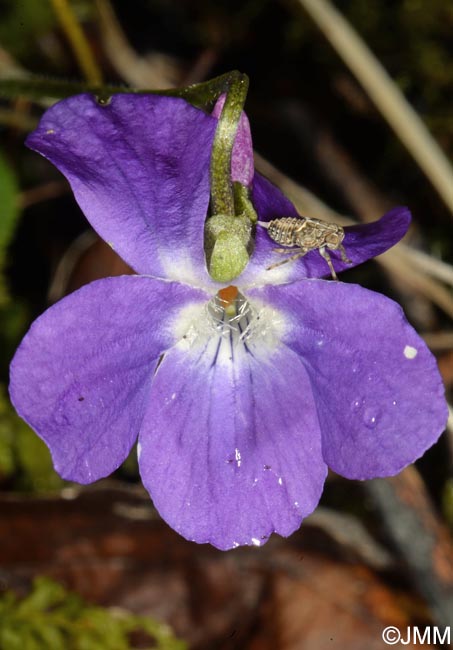 Viola hirta