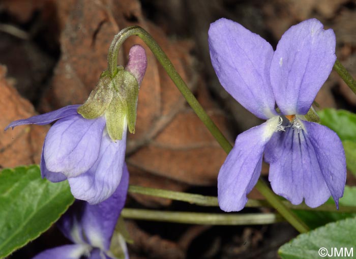 Viola hirta