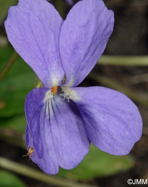 Viola hirta