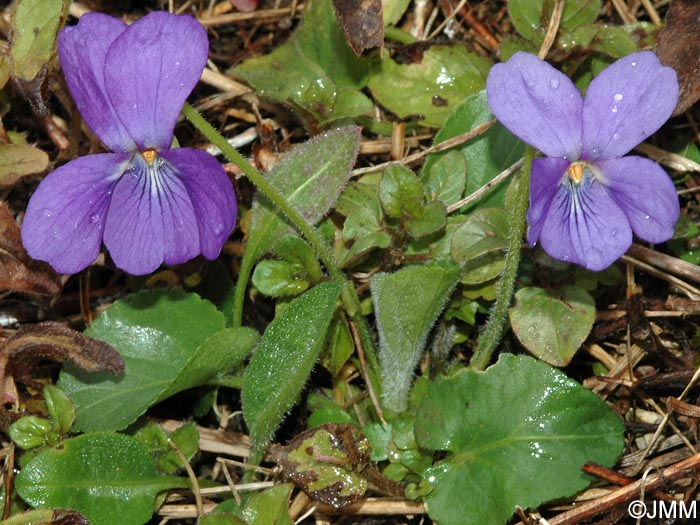 Viola hirta