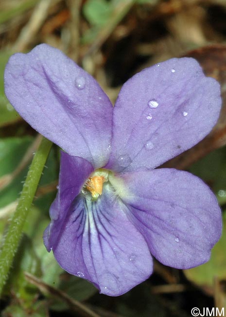 Viola hirta