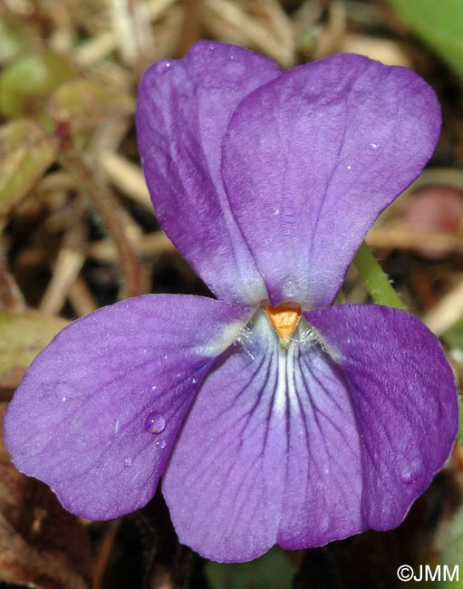 Viola hirta