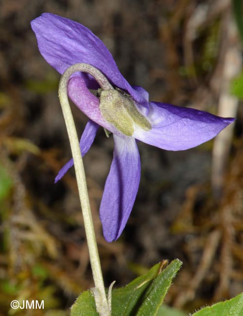 Viola hirta