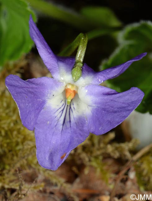 Viola hirta