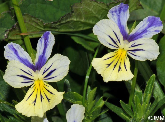 Viola lutea