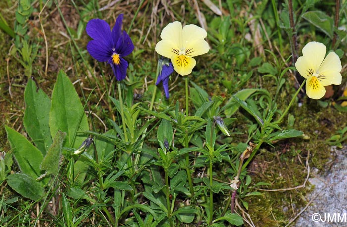 Viola lutea