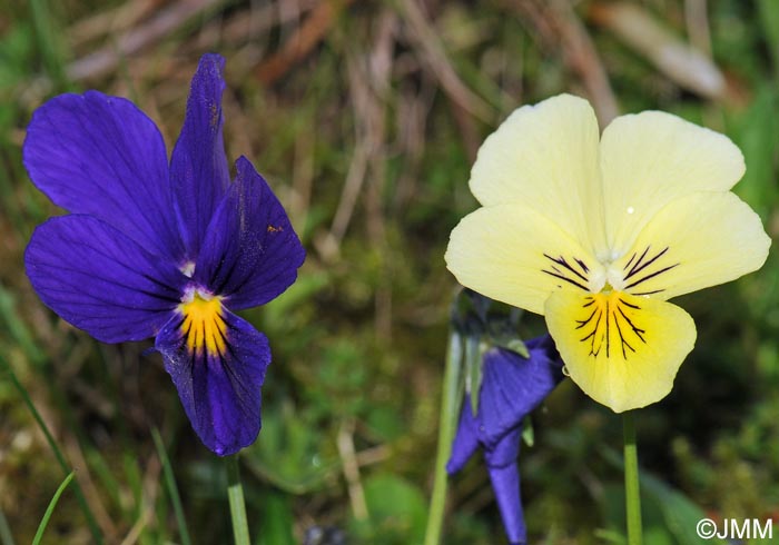 Viola lutea