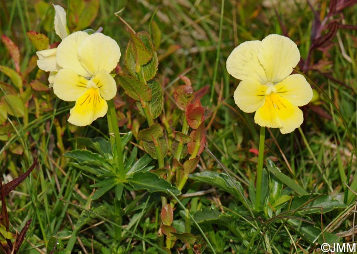 Viola lutea