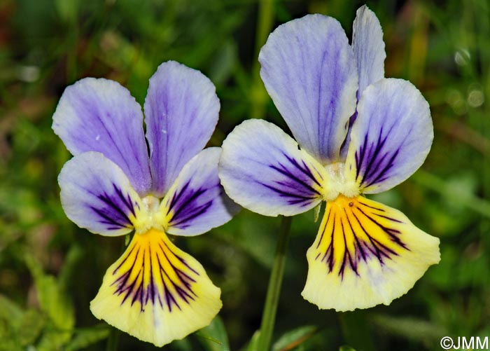 Viola lutea