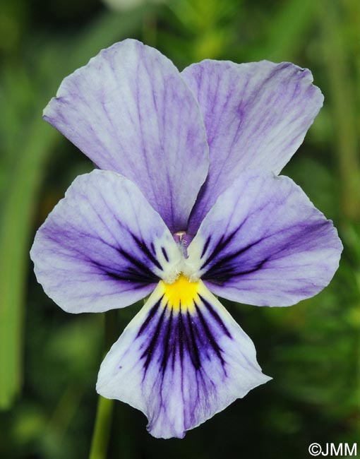 Viola lutea