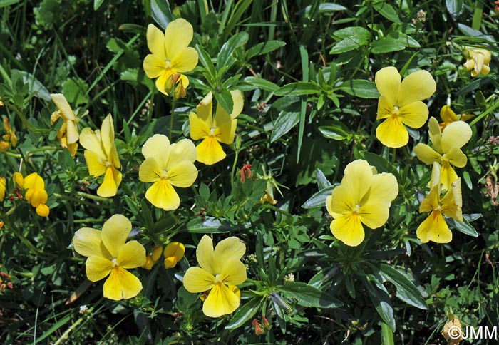 Viola lutea