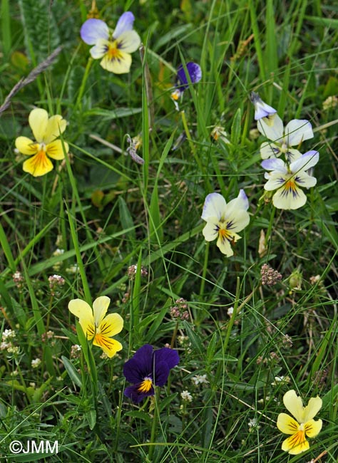 Viola lutea