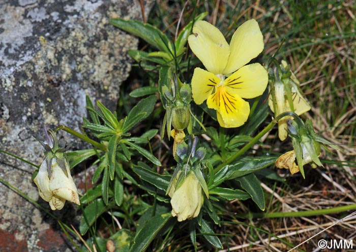 Viola lutea