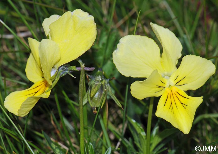 Viola lutea