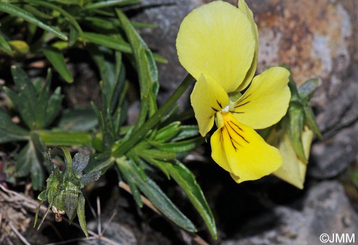 Viola lutea