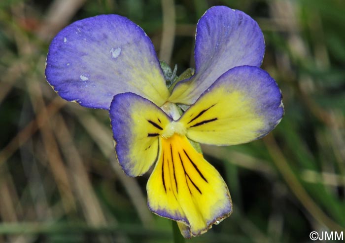 Viola lutea