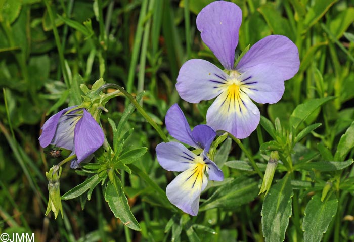 Viola lutea