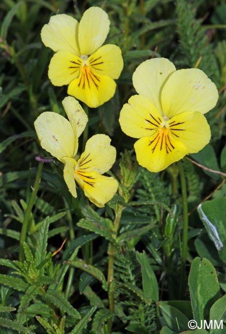 Viola lutea