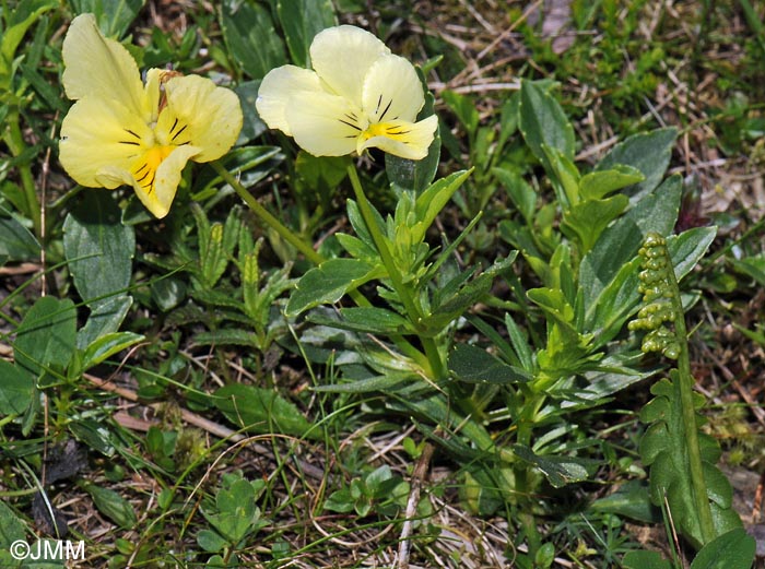Viola lutea & Botrychium lunaria