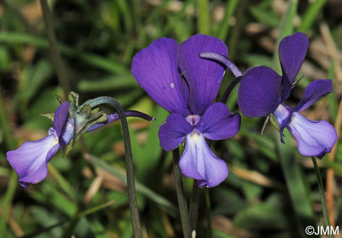 Viola merxmuelleri =? Viola graeca