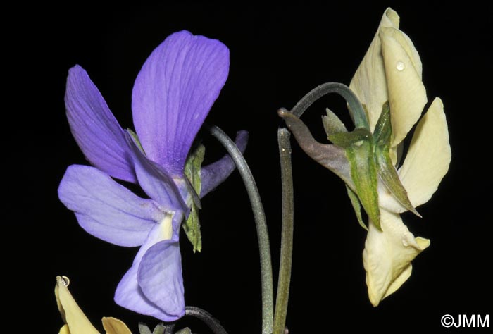 Viola merxmuelleri =? Viola graeca