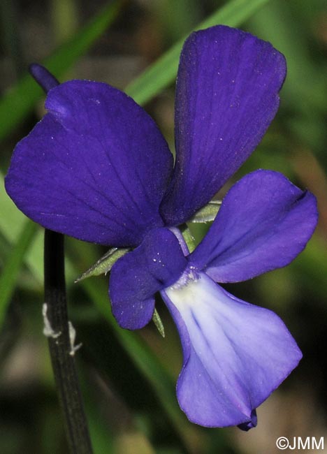 Viola merxmuelleri =? Viola graeca