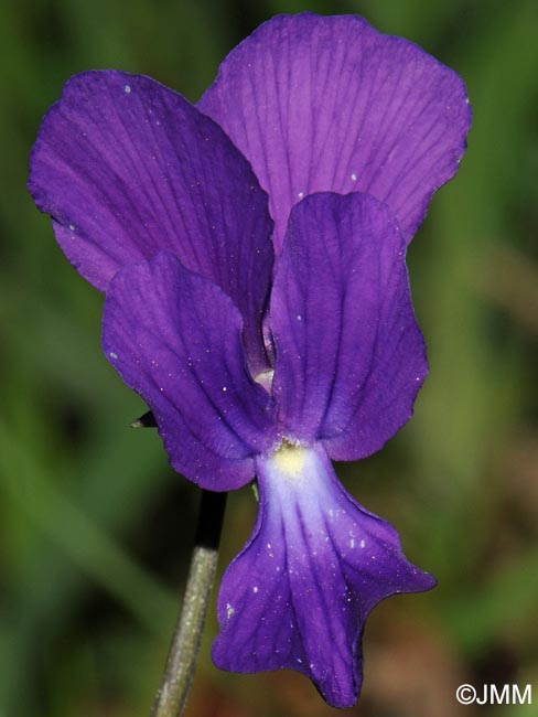 Viola merxmuelleri =? Viola graeca