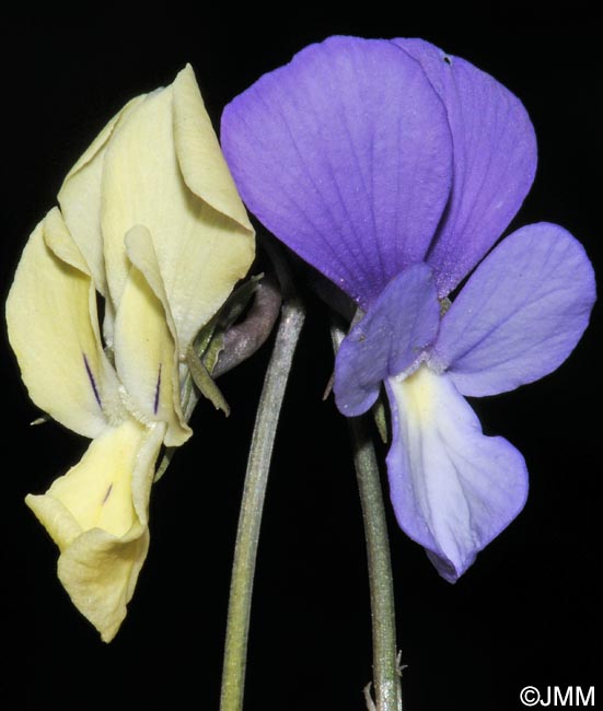 Viola merxmuelleri =? Viola graeca