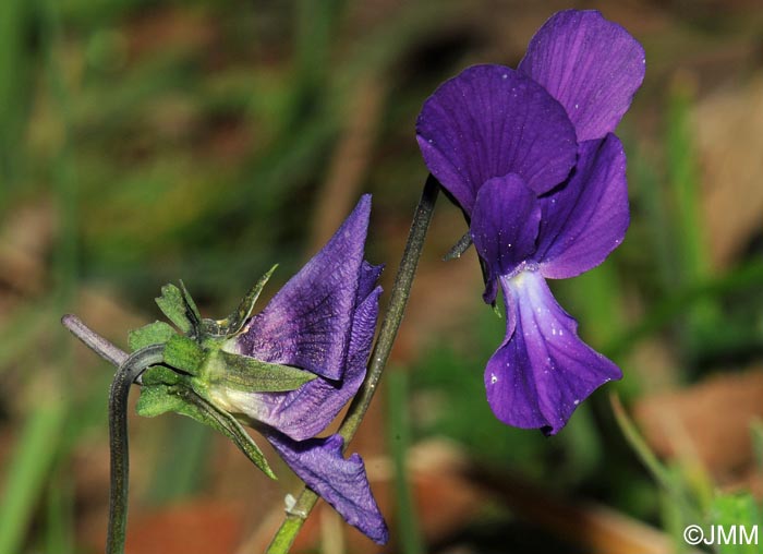 Viola merxmuelleri =? Viola graeca