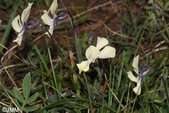 Viola merxmuelleri =? Viola graeca