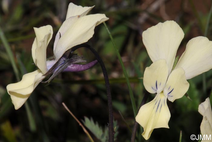 Viola merxmuelleri =? Viola graeca