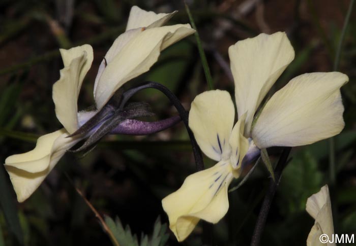 Viola merxmuelleri =? Viola graeca