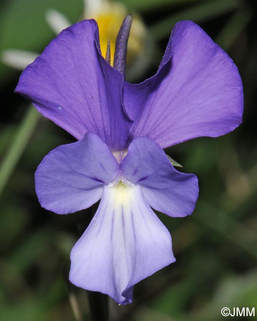 Viola merxmuelleri =? Viola graeca