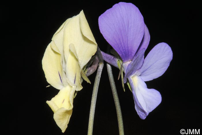 Viola merxmuelleri =? Viola graeca